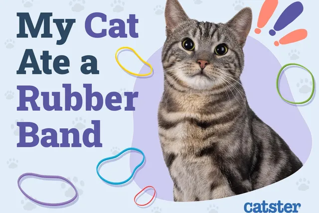 My Cat Ate a Rubber Band: Here’s What to Do (Vet Answer)