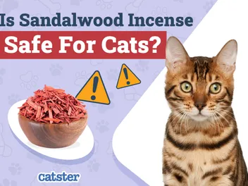 Is Sandalwood Incense Safe for Cats? Vet-Verified Facts and Safety Guide