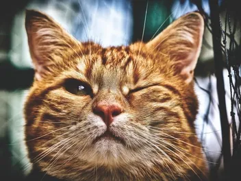 Why Is My Cat Keeping One Eye Closed? 4 Vet-Reviewed Reasons & Tips