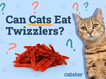 Can Cats Eat Twizzlers? Health Risks & Precautions