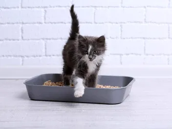 10 Best Low-Dust Cat Litters in 2026 – Reviews & Top Picks
