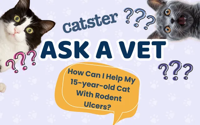 Ask Dr. Paola – HELP! How Can I Help My 15-year-old Cat With Rodent Ulcers? (September 7, 2026)