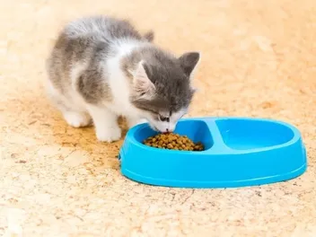 Why Is My Kitten Always Hungry? 9 Vet-Approved Reasons