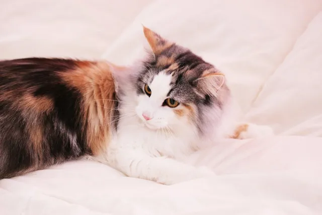 Why Do Cats Get the Zoomies After They Poop? 4 Vet-Verified Possible Reasons