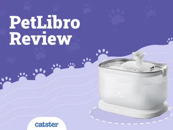 Petlibro Automatic Water Fountain 2026 Review (Pros, Cons & Features)