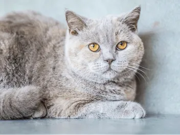 Lilac Tortoiseshell Cat: Info, Pictures, Facts & History