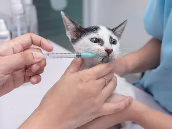 How to Deworm Feral Cats: 4 Tips & Tricks (Vet Answer)