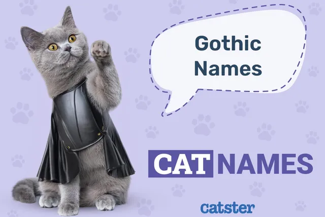 300+ Gothic Cat Names: Great Ideas for Your Hardcore Cat