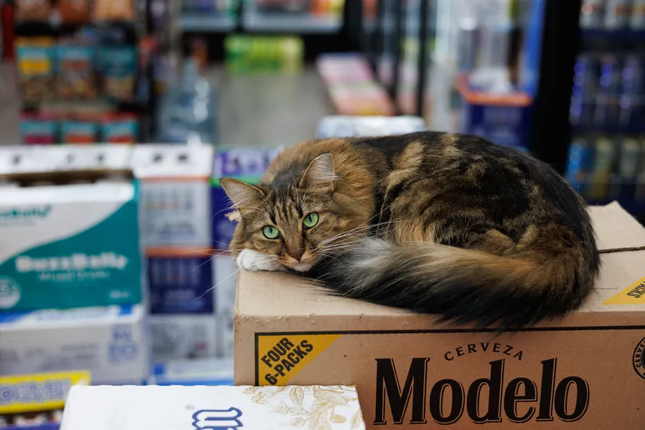 A Bodega Without a Bodega Cat_ Not On Our Watch! Simba