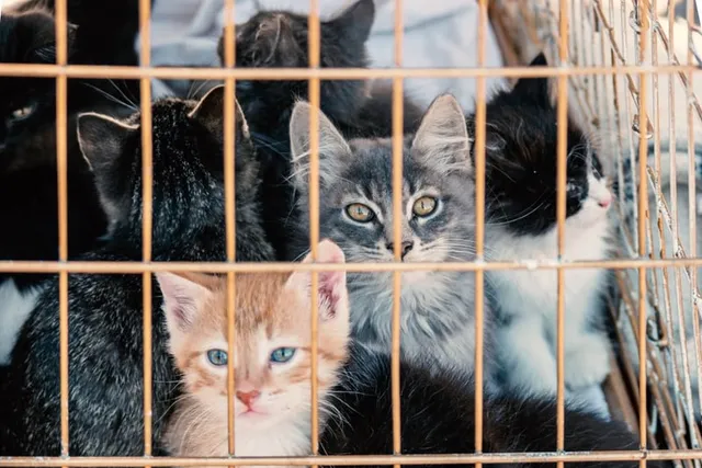 What Is a Kitten Mill? How They Work, Where They Exist & FAQ
