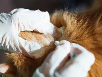 How Do Vets Deworm Cats: Typical Procedure (Vet Answer)