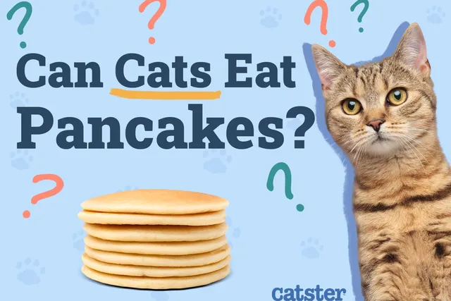 Can Cats Eat Pancakes? Vet-Verified Nutritional Facts & Health Advice