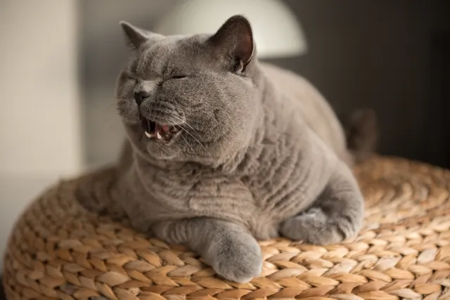 Why Is My Cat Meowing a Lot Suddenly? 6 Vet-Reviewed Reasons
