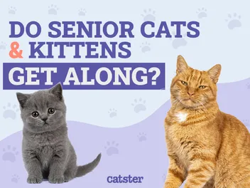Do Senior Cats & Kittens Get Along? Vet-Approved Introduction Guide & Tips