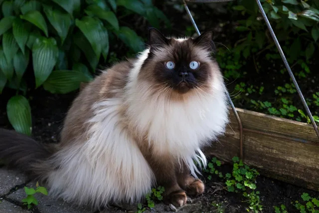 Himalayan Cat Breed: Info, Pictures, Temperament & More
