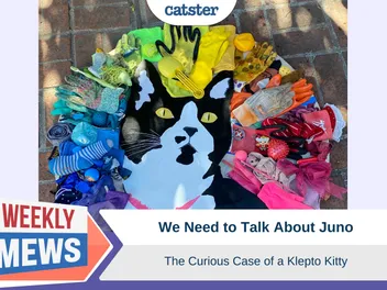 We Need to Talk About Juno – The Curious Case of a Klepto Kitty