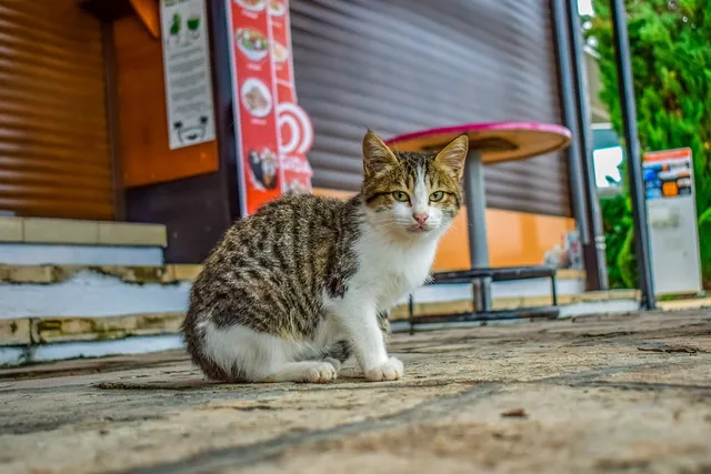 14 Signs a Stray Cat Likes or Dislikes You (Vet-Reviewed)