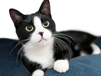 Retinal Detachment in Cats: Causes, Signs, and Care (Vet Answer)