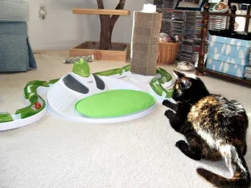 Catit Oasis Review (2026 Update): The Ultimate Kitty Playground