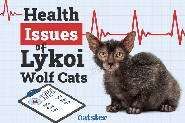 Lykoi (Wolf Cat) Health Problems: Our Vet Explains 5 Common Issues