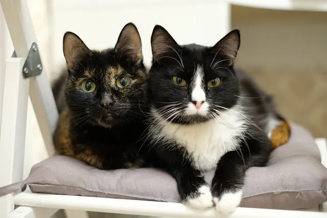 What's the Price of Spaying or Neutering a Cat in the UK (2026 Costs)