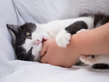 What to Do When a Cat Bites You: Vet-Reviewed Steps to Take & Risks