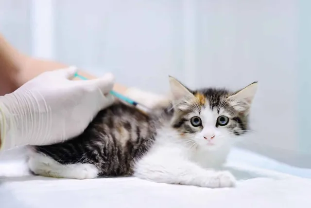 What’s the Price of Cat & Kitten Vaccinations in Australia? (Costs in 2026)