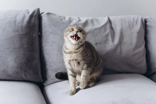 5 Signs of Aggression in Cats: Vet-Reviewed Behavior Problems to Watch For