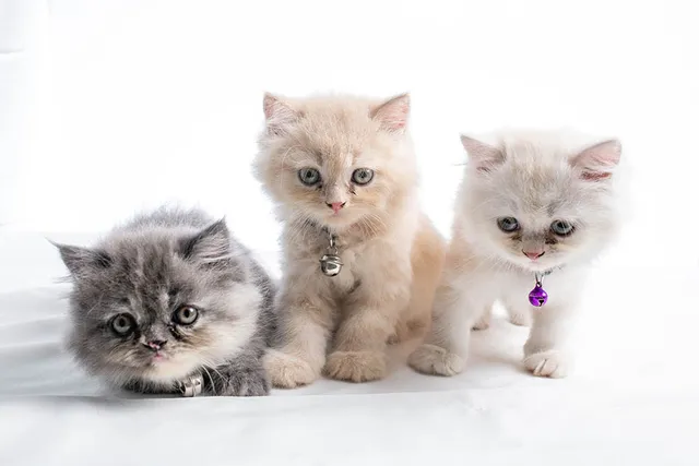 Persian Kittens For Sale in New Jersey: Breeders List 2026