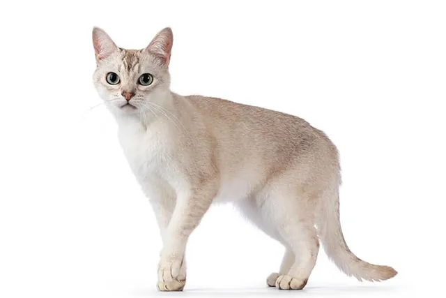 Asian Cat: Info, Pictures, Temperament & Care Guide