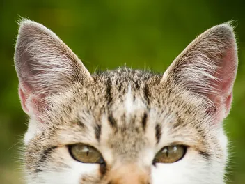 Ear Pinna in Cats: Vet-Reviewed Info, Facts & FAQ (With Infographic)