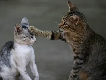 Why Do Cats Massage Other Cats? 4 Vet-Reviewed Reasons & Meanings
