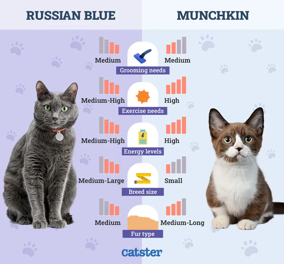 Catster_Side by Side Comparison Russian Blue vs Munchkin