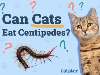 Can Cats Eat Centipedes? Vet-Verified Facts & Recommendations