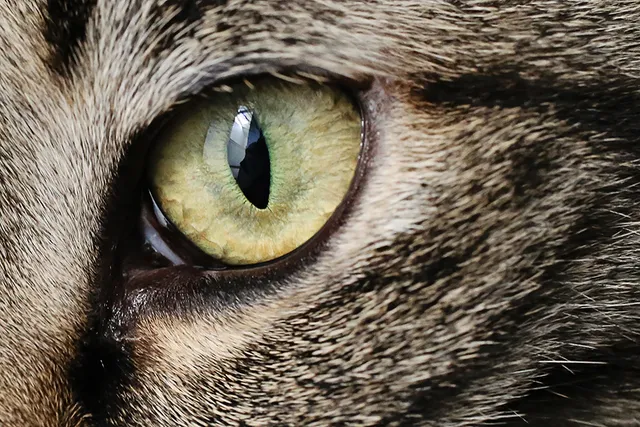 8 Types of Cat Eye Colors and Their Rarity (With Pictures)