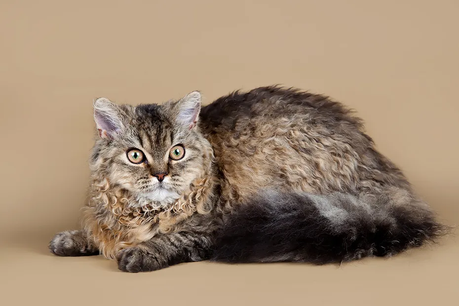 Selkirk rex cat on brown background