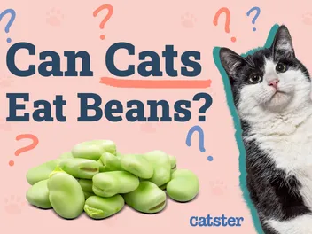 Can Cats Eat Beans? Vet-Approved Nutritional Facts & FAQ