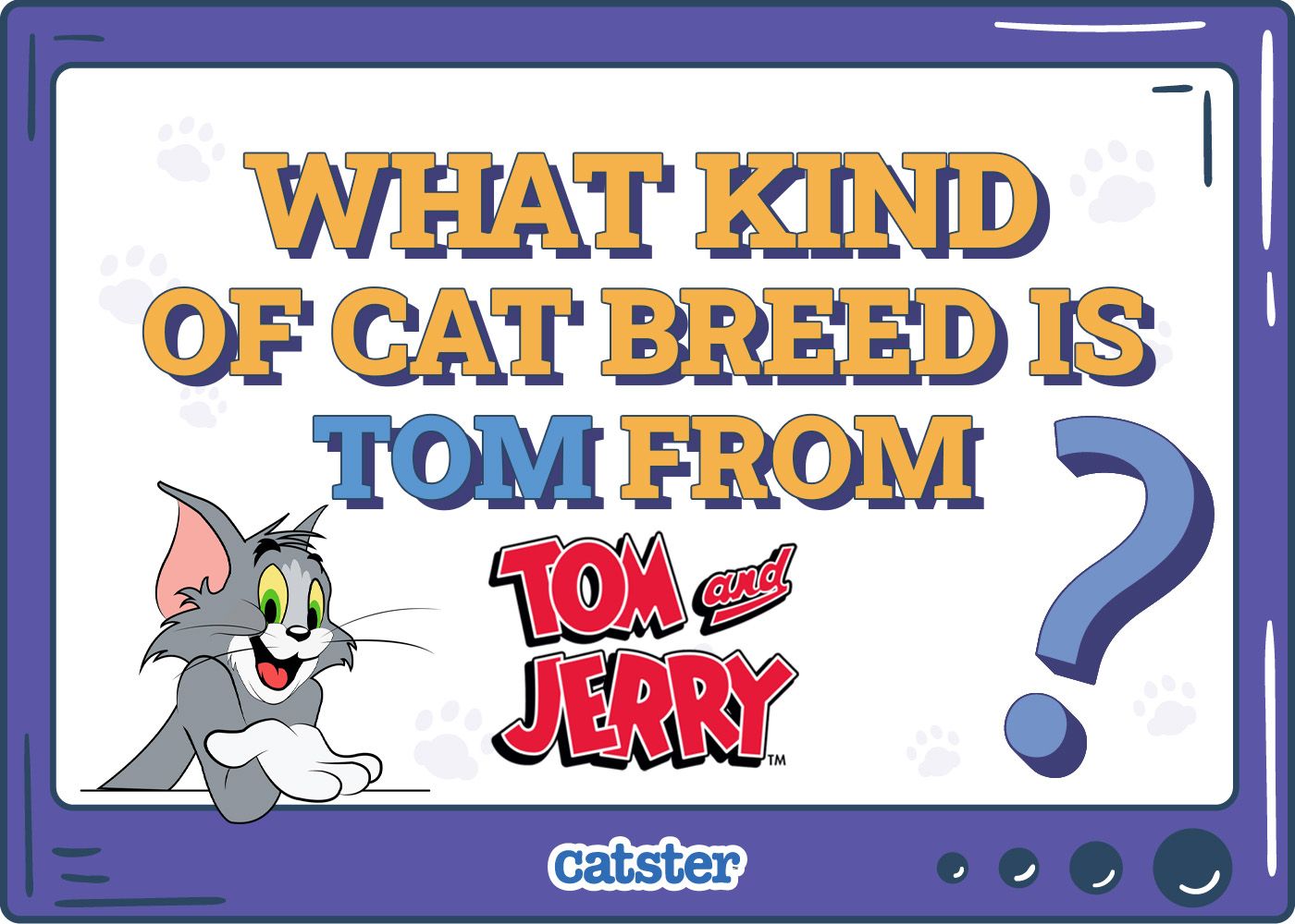 Catster_What Type of Cat is Tom from tom and jerry