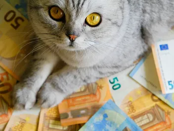 5 Cats Who Inherited Fortunes - List of the Richest Cats in the World