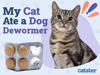My Cat Ate Dog Dewormer! Here’s What to Do (Vet Answer)