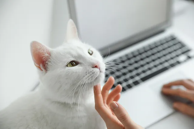 How Do Cats Ask for Help? Vet-Verified Signs to Look For