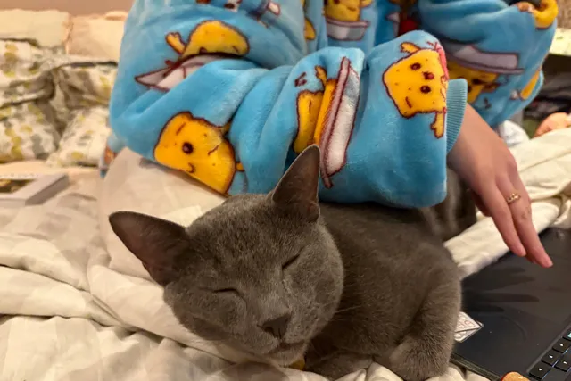 Cats and the Art of Hygge: Raphy Cuddles Up