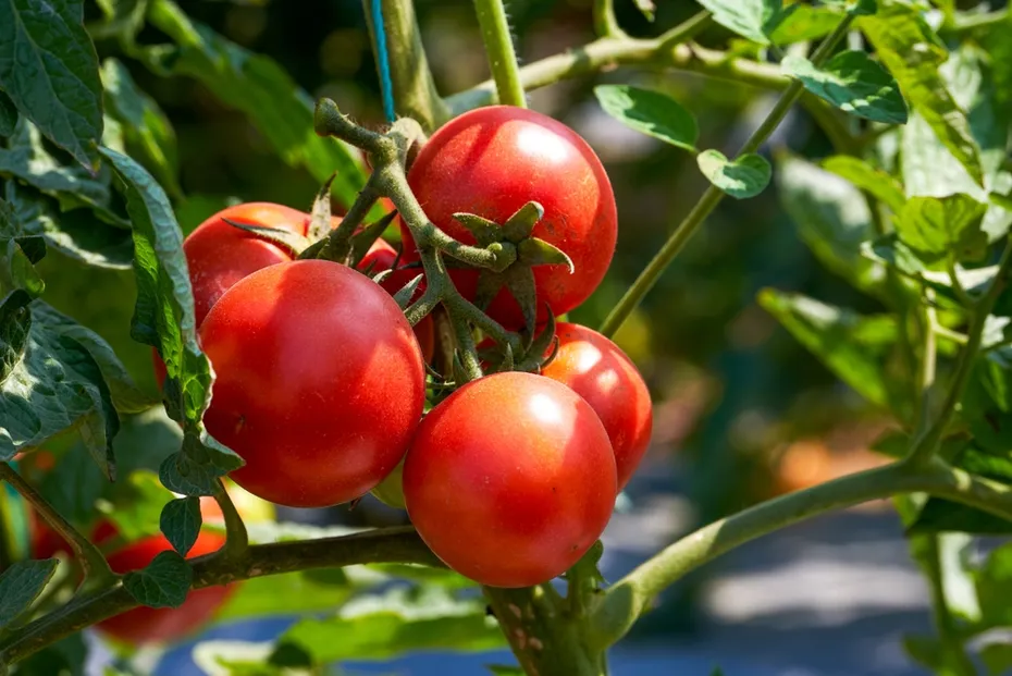 Tomatoes growing on the farm