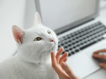 How Do Cats Ask for Help? Vet-Verified Signs to Look For