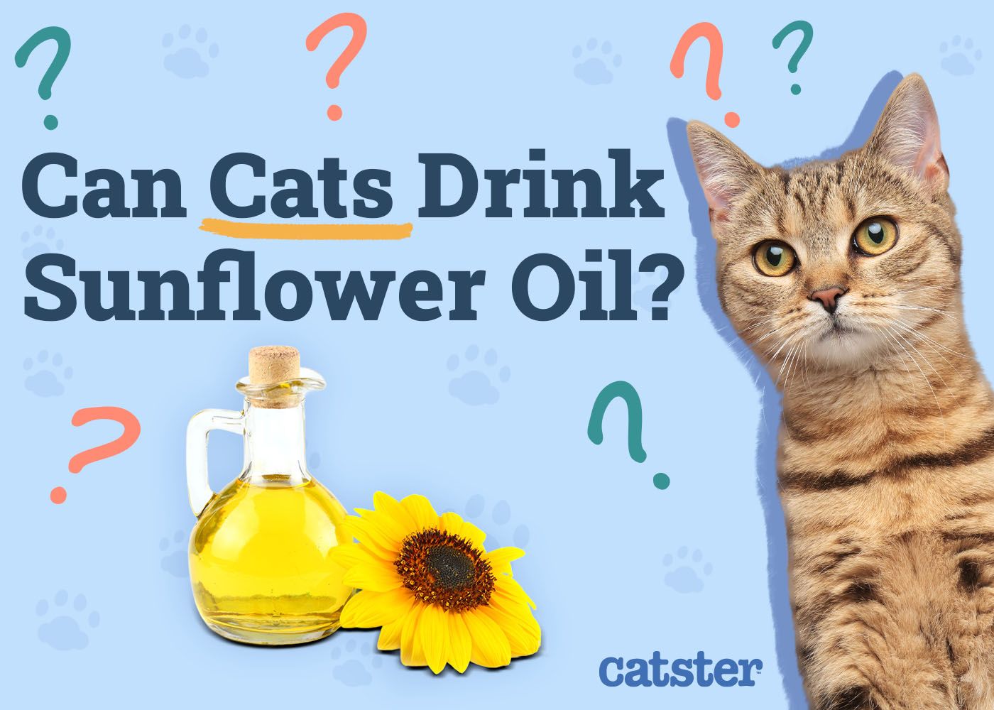 Can Cats Drink Sunflower Oil