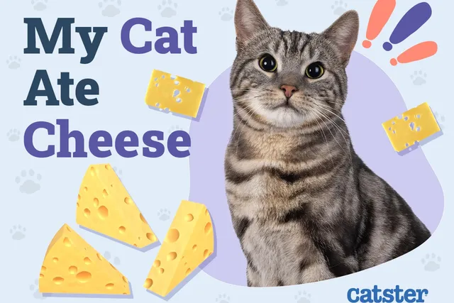 My Cat Ate Cheese: Vet Approved Advice on What to Do