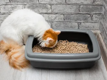 Why Is My Cat Eating Cat Litter? 10 Vet-Reviewed Reasons