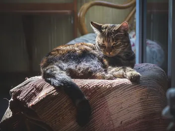 Why Do Cats Like Warm Things So Much? 6 Vet-Reviewed Reasons