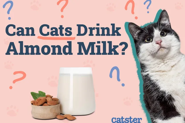 Can Cats Drink Almond Milk? Vet Approved Nutrition Facts