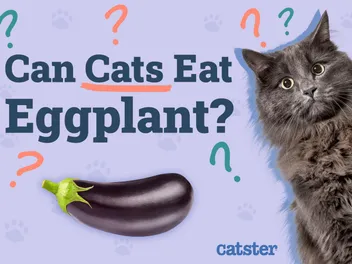 Can Cats Eat Eggplant? Vet-Reviewed Nutrition Facts